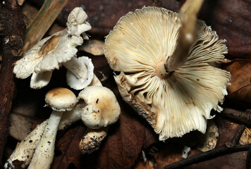 ル	肥沃な落葉土壌とと白いキツネノカラカサキノコたちとカサヒダアップ（自然下菌キノコ類マクロ撮影）