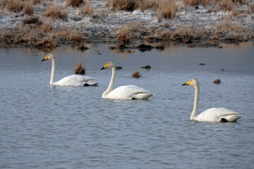 Whooping swans on a lake near the village of Kosh-Agach, Altai Republic, Western Siberia