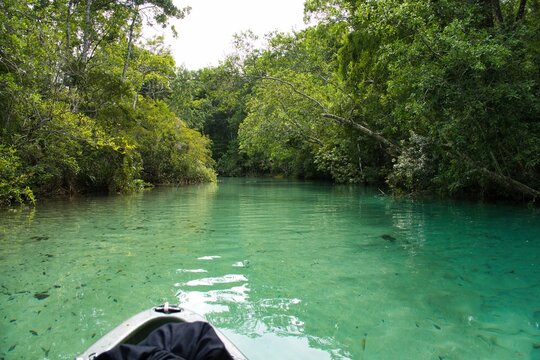 Weeki Wachee in Florida is known for its crystal-clear spring, the Weeki Wachee River, and the famous mermaid shows at the state park. Hernando County, Florida. High quality photo.