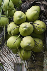 Fresh green coconuts piled on palm fronds, tropical harvest.