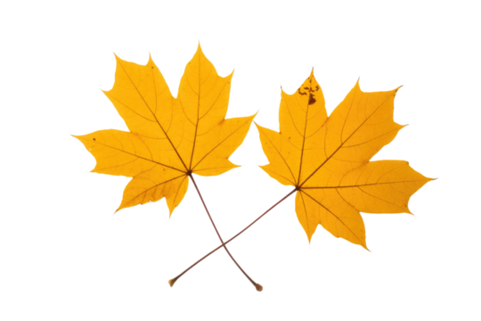 Two vibrant yellow autumn maple leaves with crossed stems are centered on a solid transparent background, beautifully capturing the essence of fall. background removed