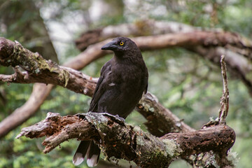 Réveilleur noir ou Calibé de Tasmanie