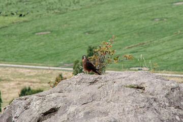 Faucon de Nouvelle Z&eacute;lande