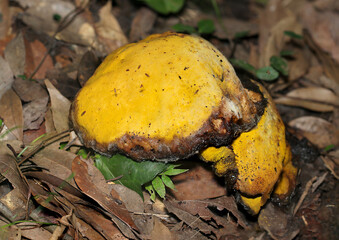 黄色く変色しながらやがて腐って溶けはじめる大型のイグチ科キノコ見本（自然下菌キノコ類マクロ撮影）