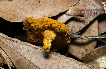 黄金色の子嚢菌、ヒポミケス属胞子に侵されて枯死したきのこ（横位置像・自然下菌キノコ類マクロ撮影）