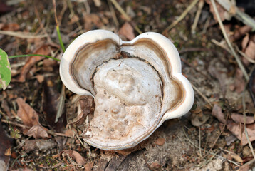 灰白色の花びらのようなコフキサルノコシカケキノコ（アウトドアフィールド菌＆キノコ類マクロ撮影）
