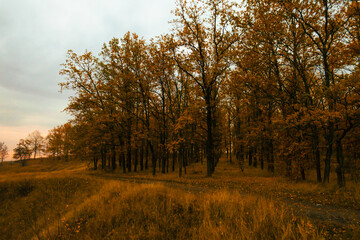 Golden autumn forest with tall trees and a soft path