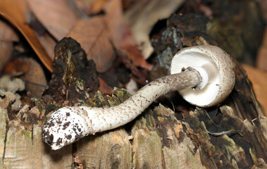 テングタケ属キリンタケ節キノコの幼菌（ヒダと柄・アウトドアフィールド菌＆キノコ類マクロ撮影）