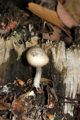 テングタケ属キリンタケ節キノコの幼菌（アウトドアフィールド菌＆キノコ類マクロ撮影）