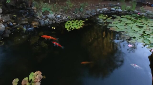 Orange koi fish swim in a tranquil backyard pond with water lilies and stone border