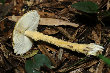 大型の仮称「キヒダキワタゲテングタケ」「キワタゲテングタケ」毒キノコ（自然下菌キノコ類マクロ撮影）