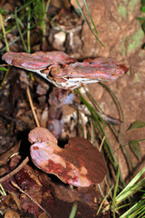 日本の森の中で野生のマンネンタケ属キノコが生える枯木（自然下菌キノコ類マクロ撮影）