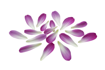 Scattered magenta and white flower petals gracefully arranged in a circular pattern on a solid transparent background, evoking delicate beauty. background removed
