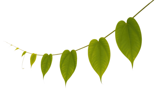 Vibrant green heart-shaped leaves on a vine, showing natural growth progression with tendrils, isolated and ready for use. background removed