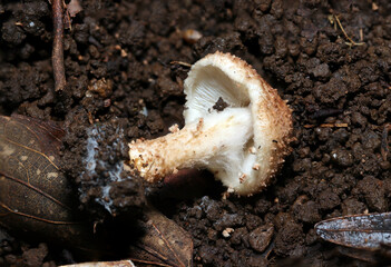 カサのイボイボ鱗片が目立つオニタケキノコのヒダと柄（自然下菌キノコ類マクロ撮影）