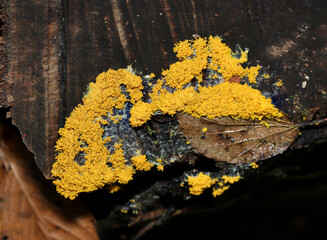鮮やかな黄色いススホコリ属キノコが着生する枯木（アウトドアフィールド菌＆キノコ類マクロ撮影）