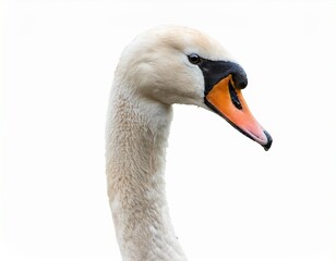 a swan isolated on white