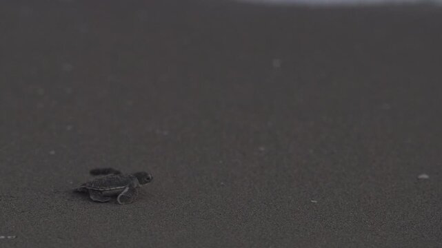 A baby sea turtle is running on sand. Almost nighttime, a natural shot in slow motion.
