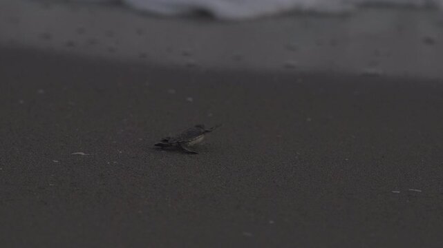 A baby sea turtle is running to the sea and taken away by the waves. An early hours shot in slow motion. 