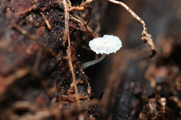 極小、純白のかわいいフリル型カサのクヌギタケ属キノコ（自然環境キノコ類マクロ撮影）