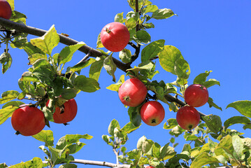 Branch of an apple tree with red apples against a bright sky
