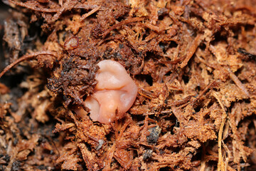 木の根もとに積もったジメジメとしたフラスと着生するキノコ幼菌（木屑・アウトドアフィールドマクロ撮影）