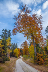 Fototapeta premium Winding road in forest in the autumn