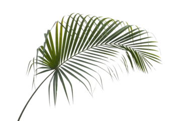 A single green tropical palm leaf, isolated on a solid dark transparent background, providing a clean natural element. background removed