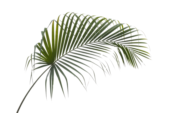 A single green tropical palm leaf, isolated on a solid dark transparent background, providing a clean natural element. background removed