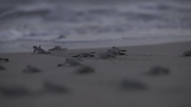 A group of infant sea turtles are running to the sea on a stabil focus spot shot.