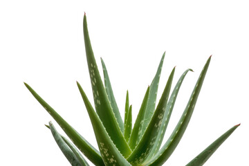 Vibrant green Aloe Vera plant with pointed, fleshy leaves, highlighted against a solid transparent background, perfect for health and beauty themes. background removed