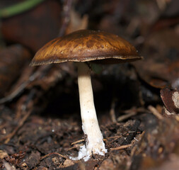 ウラムラサキシメジキノコの横位置立像（アウトドアフィールド菌＆キノコ類マクロ撮影）