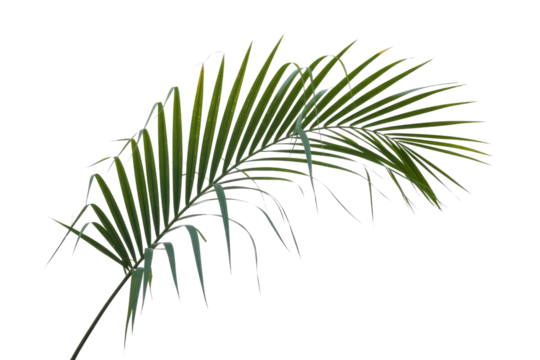 Vibrant green palm frond with graceful arching leaflets, perfect for tropical, nature-themed designs, or as an isolated botanical element on any background. background removed