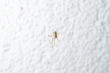 A spider is on a white wall