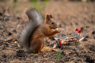A small red squirrel holds a nut while standing next to a miniature shopping cart filled with acorns. The scene is set in a forest floor covered with pine needles.
