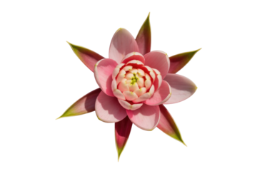A vibrant pink water lily bud, showcasing delicate petals and a rich green center, elegantly isolated on a solid transparent background. background removed