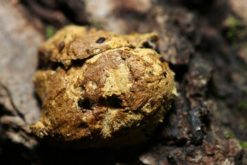 小さなイグチ系キノコがヒポミケス属胞子に侵されて枯死（カサ表面・自然下菌・キノコ類マクロ撮影）