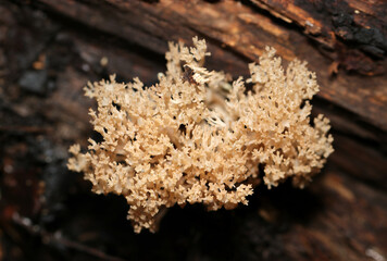 海サンゴのような形状の美しいフサヒメホウキタケ属キノコ（自然下菌キノコ類マクロ撮影）