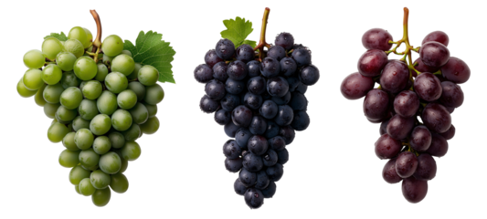 set of bunch of ripe red purple green grapes with a smooth, deep red skin isolated on transparent background	
