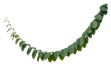 A lush green leafy vine gracefully curves in an arc, showcasing numerous individual leaves. Perfect for natural designs and tropical themes. background removed