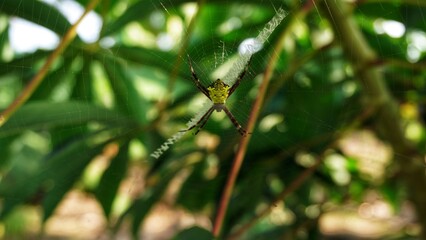 Spiders of the genus Argiope are waiting for prey in their webs