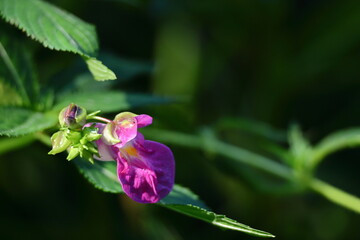 ほら貝に似た花形