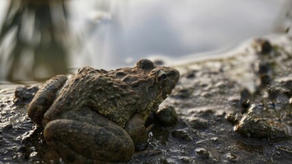 a field frog is sunbathing