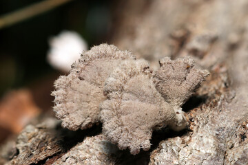 粗い毛に覆われた灰白色のスエヒロタケ茸（アウトドアフィールド菌＆キノコ類マクロ撮影）