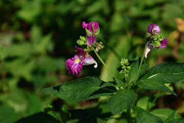 ほら貝に似た花形