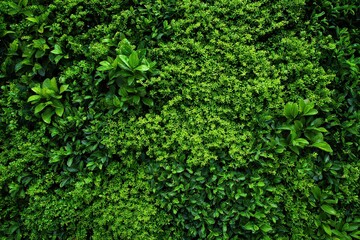 Lush Green Foliage Covering Entire Frame with Dense Leaves and Sunlight Creating Natural Texture Garden Wall Background