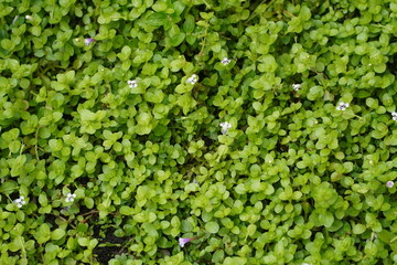 Lush green carpet of Soleirolia soleirolii ground cover plant.