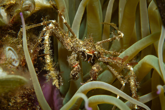 Inachus Phalangium Spider Crab in Sea Anemone - Camouflaged Decorator Crab in Mediterranean Sea Costa Brava Spain Underwater