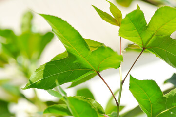 maple leaf, maple leaves or green leaf or Acer saccharum Marsh