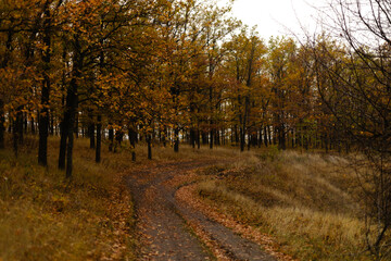 Autumn forest road covered with fallen leaves in warm ligh